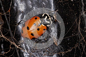 Adult Convergent Lady Beetle