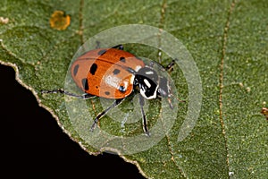 Adult Convergent Lady Beetle photo