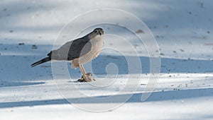 Adult Cooper's Hawk (Accipiter cooperii) sits atop spring snow with its talons locked onto a fresh kill of prey.