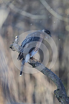Adult Cooper\'s Hawk Beak Open and Trying to Cough Up Pellet 4 - Accipiter cooperii