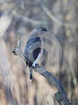 Adult Cooper\'s Hawk Beak Wide Open and Trying to Cough Up Pellet 7 - Accipiter cooperii