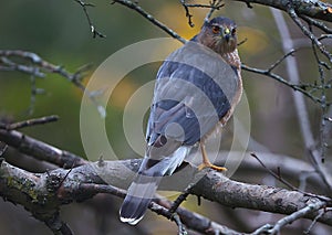 Adult Cooper`s Hawk With Brilliant Orange Eyes - Horizontal - Accipiter cooperii