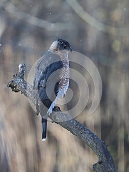 Adult Cooper\'s Hawk Perched on a Big Branch on a Wintry Day 4 - Accipiter cooperii