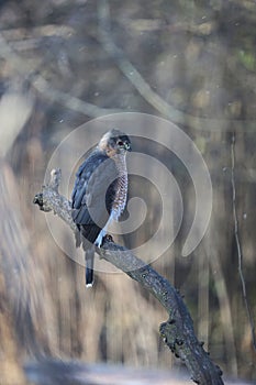 Adult Cooper\'s Hawk Perched on a Big Branch on a Wintry Day 7 - Accipiter cooperii