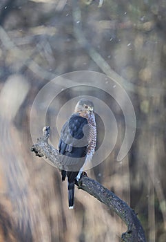 Adult Cooper\'s Hawk Perched on a Big Branch on a Wintry Day 8 - Accipiter cooperii