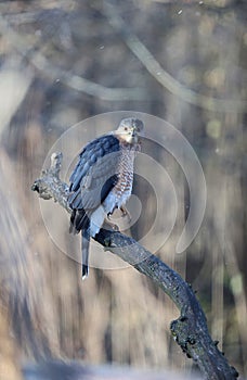 Adult Cooper\'s Hawk Perched on a Big Branch on a Wintry Day - Accipiter cooperii