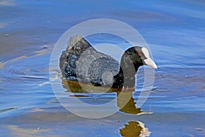 adult coot swims on almost mirror-smooth water with beautiful reflection
