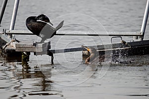 Adult cormorants socializing in a lake