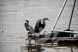 Adult cormorants sunbathing with open wings in a lake