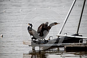 Adult cormorants sunbathing with open wings in a lake