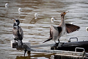 Adult cormorants sunbathing with open wings in a lake