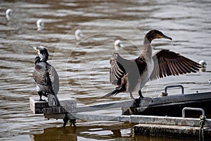 Adult cormorants sunbathing with open wings in a lake