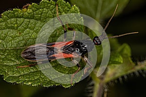 Adult Corsair Bug