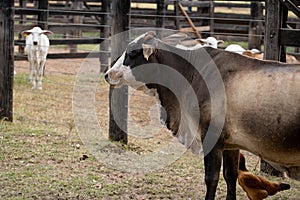 Adult cow in a Brazilian farm