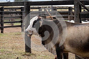 Adult cow in a Brazilian farm