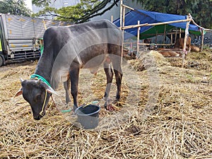 An adult cow eating grass