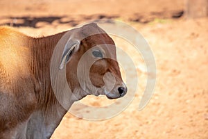 Adult cow in a farm