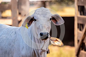 Adult cow in a farm