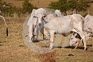 Adult cow in a farm