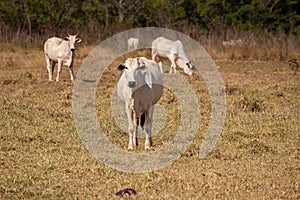 Adult cow in a farm