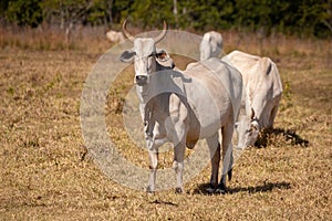 Adult cow in a farm