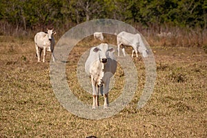 Adult cow in a farm