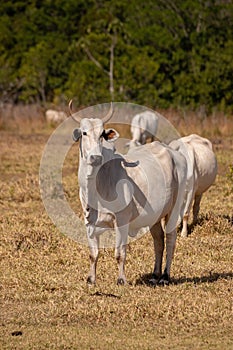 Adult cow in a farm