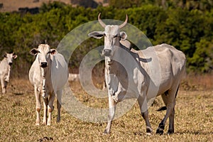 Adult cow in a farm