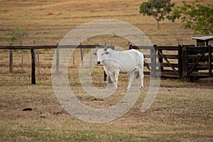 Adult cow in a farm