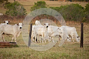 Adult cow in a farm