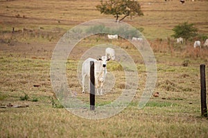 Adult cow in a farm