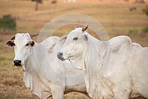 Adult cow in a farm