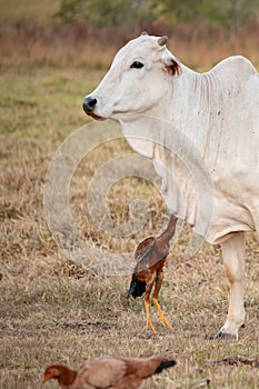 Adult cow in a farm