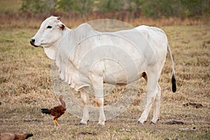 Adult cow in a farm