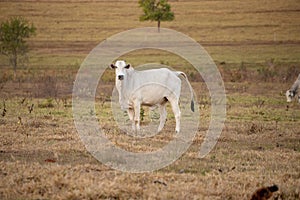 Adult cow in a farm