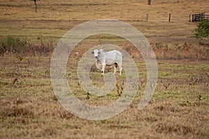 Adult cow in a farm