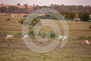 Adult cow in a farm