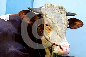 an adult cow with horns on its head looking ahead