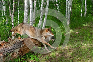 Adult Coyote Canis latrans Leaps Over Log Summer
