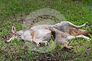 Adult Coyote Canis latrans Lies in Grass with Pup Summer