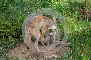 Adult Coyote (Canis latrans) Muzzle Grasps Pup