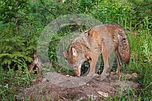 Adult Coyote (Canis latrans) and Pup Sniff About Den