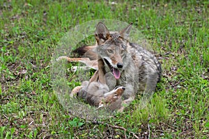 Adult Coyote Canis latrans And Pup Snuggle Together Summer