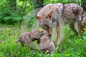 Adult Coyote Canis latrans and Pups Exchange Licks Summer