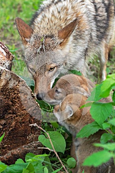 Adult Coyote Canis latrans And Pups Investigate Log Summer photo