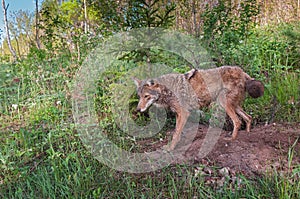 Adult Coyote (Canis latrans) Stands at Densite