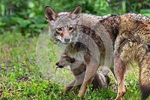 Adult Coyote Canis latrans Stands Over Pup Summer