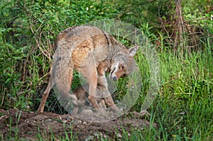 Adult Coyote (Canis latrans) Tussles with Pup at Densite