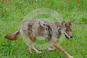 Adult Coyote on the move.