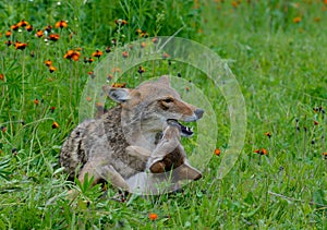 Adult Coyote playing with a wolf pup.